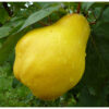Quitten P1050660