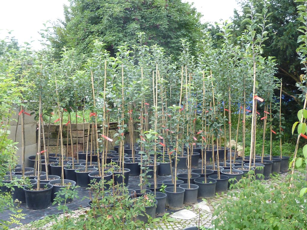 Junge Obstbäume werden am Hof vorgezogen.