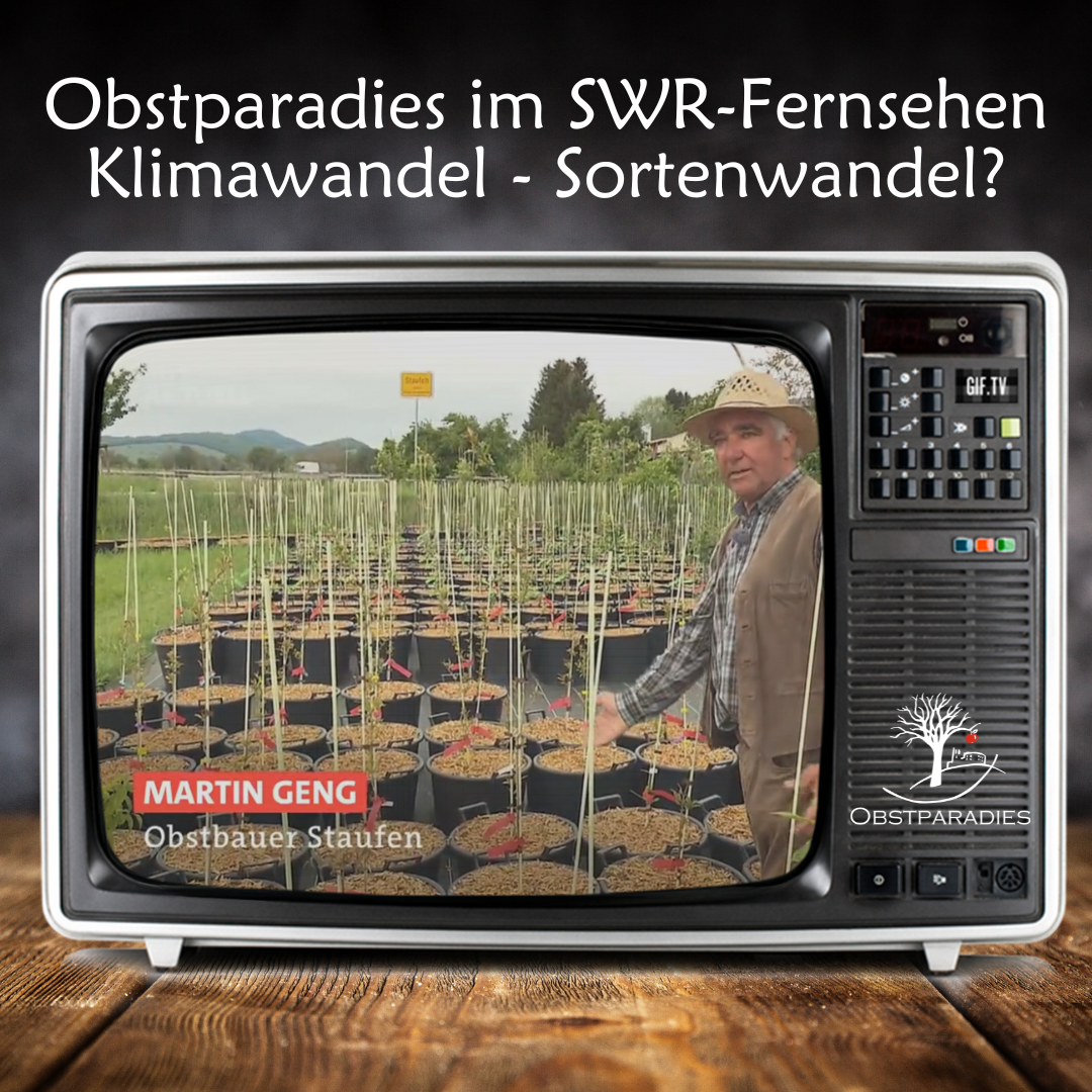 Titelbild zum Beitrag: Obstparadies im SWR-Fernsehen. Zu sehen ist Martin Geng in der Pflanzschule. Mit der Überschrift: Klimawandel - Sortenwandel?