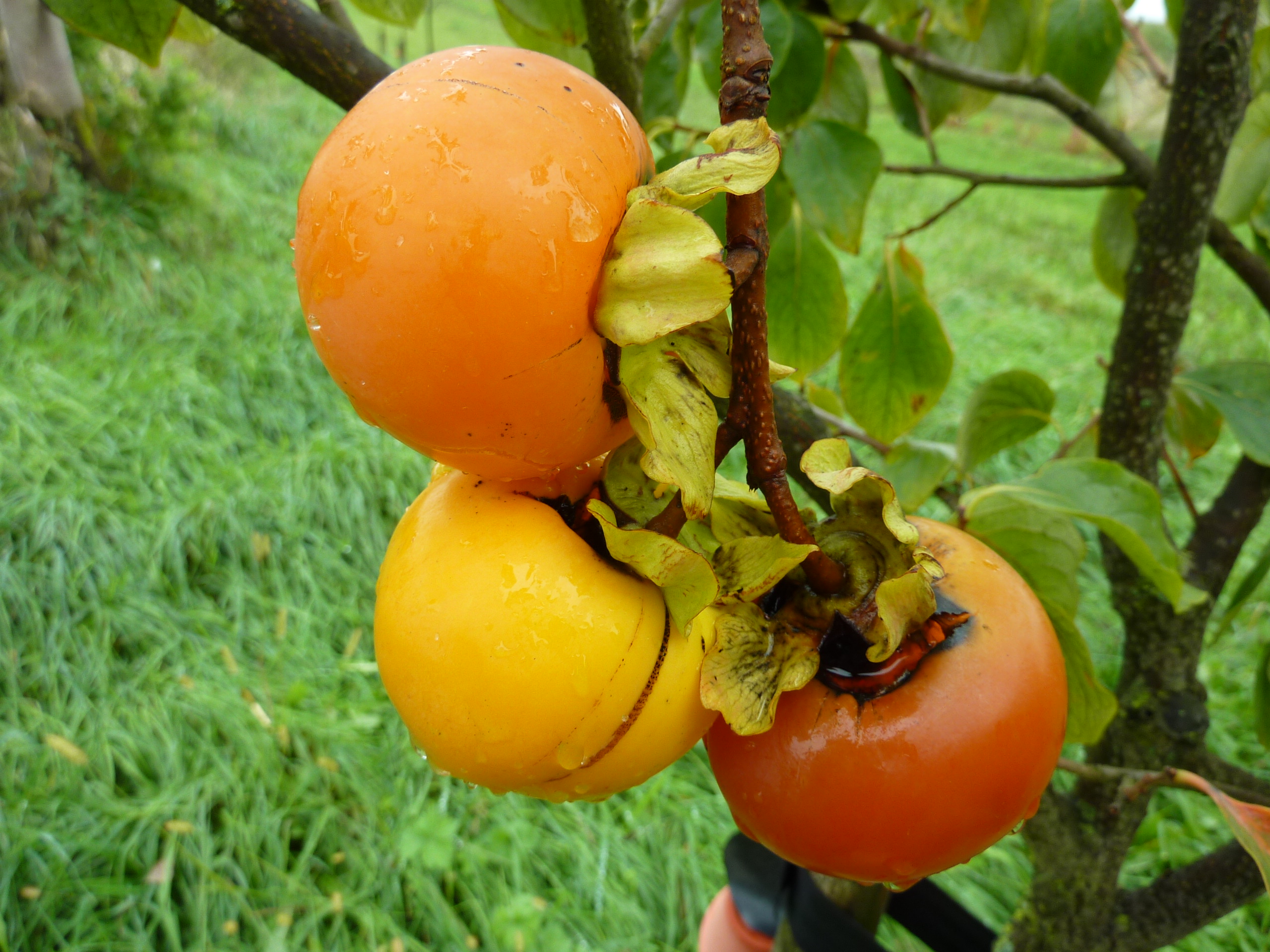 Leckere vollreife Kaki am Baum im Obstparadies