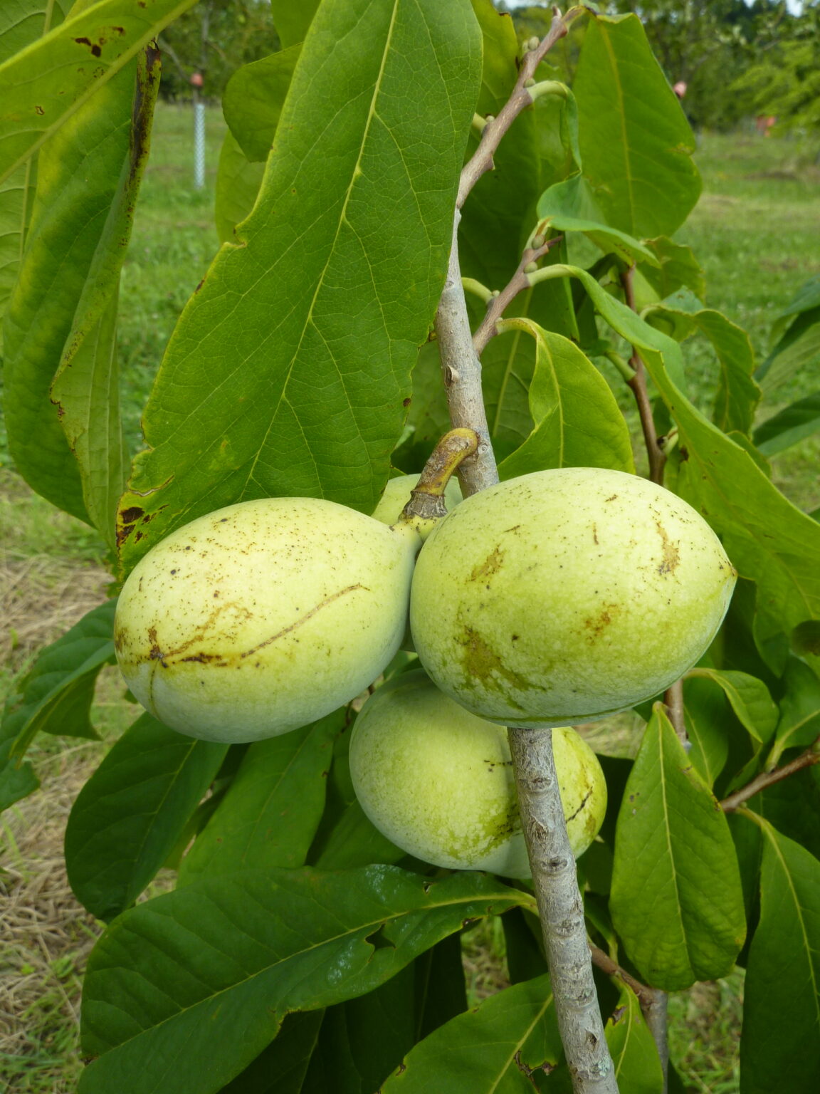 Exotische Pawpaw Früchte wachsen am Baum im Obstparadies