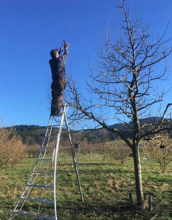 Baumschnitt in der Praxis gezeigt