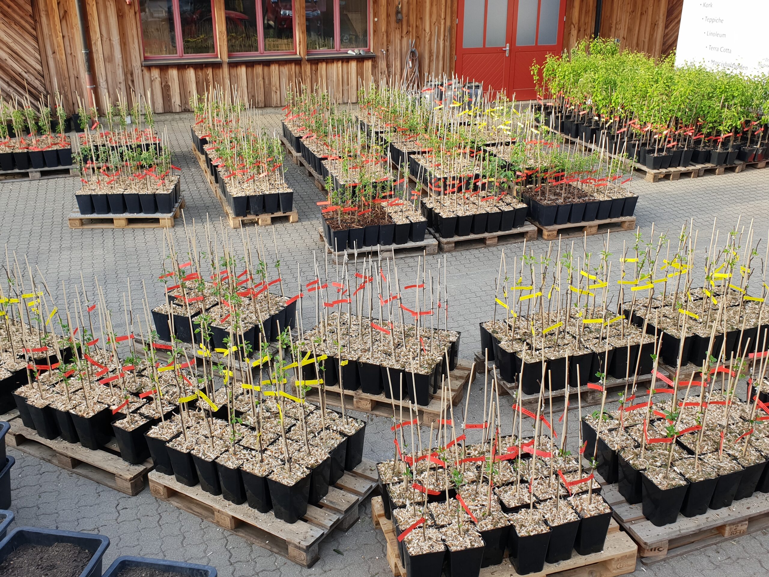 Bild frisch veredelter Obstbäume für den Sorten erhalt