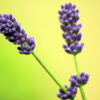 Lavendel 1 IMG_2692