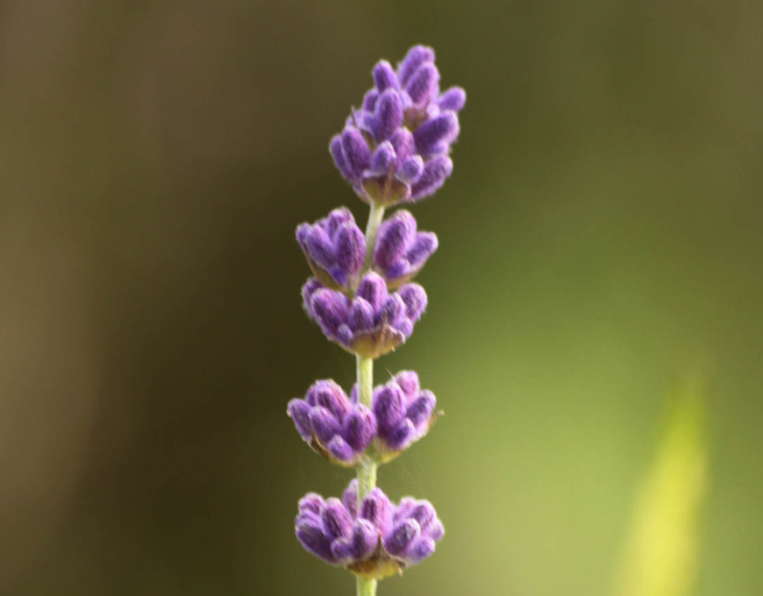 Lavendel 2 IMG_2689