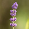 Lavendel IMG_2689