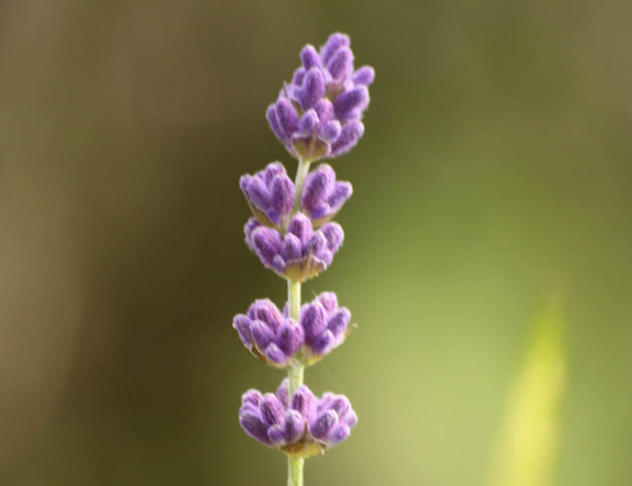 Lavendel IMG_2689