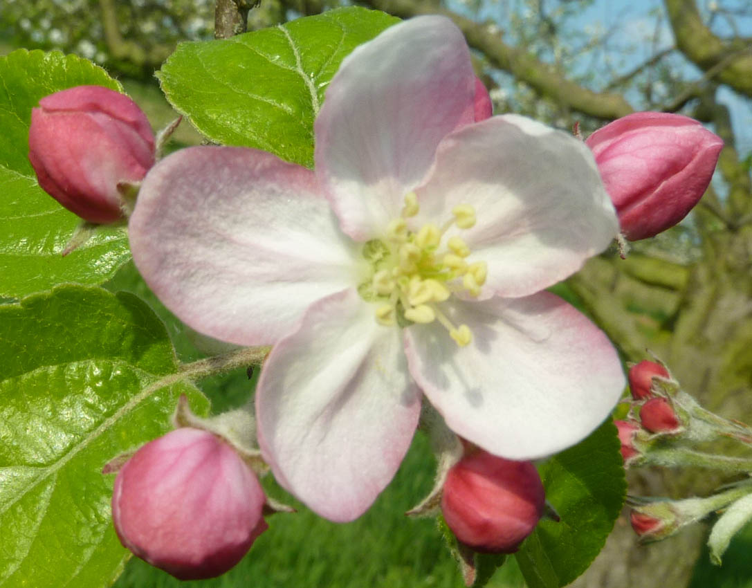 Bittenfelder P1070437