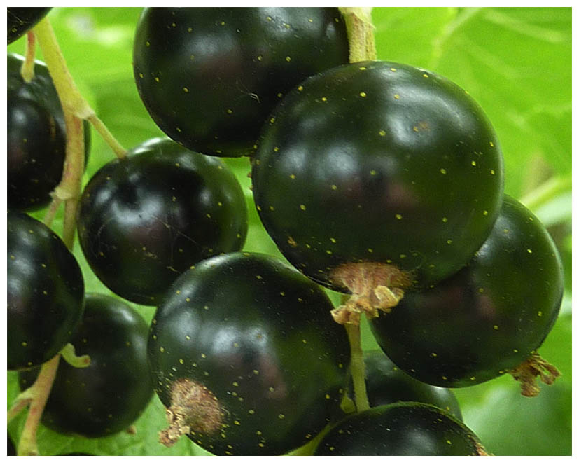 Johannesbeer sch P1070537