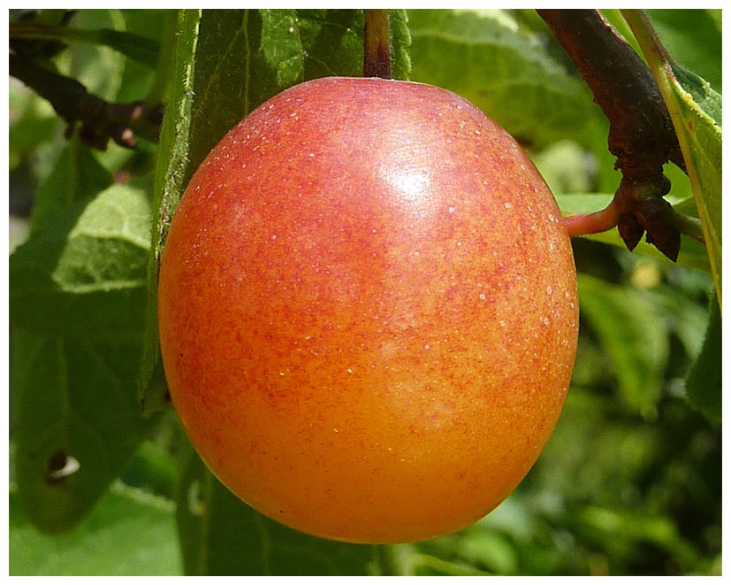 Mirabellen P1050378 heller