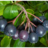 Aronia1050407