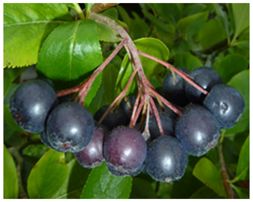 Aronia1050407