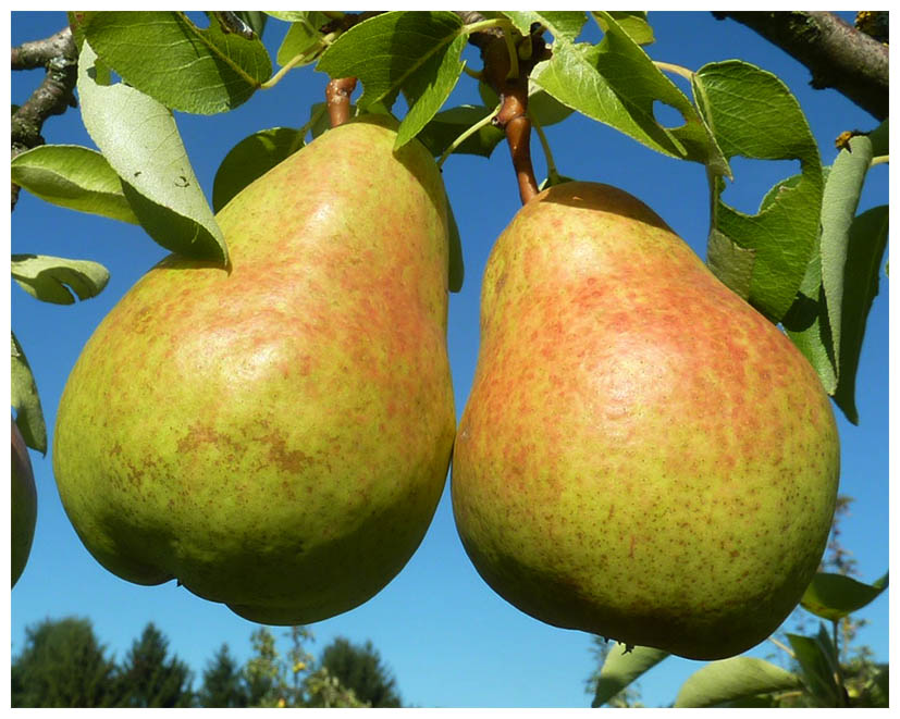 Birne Williems ZimtP1050539