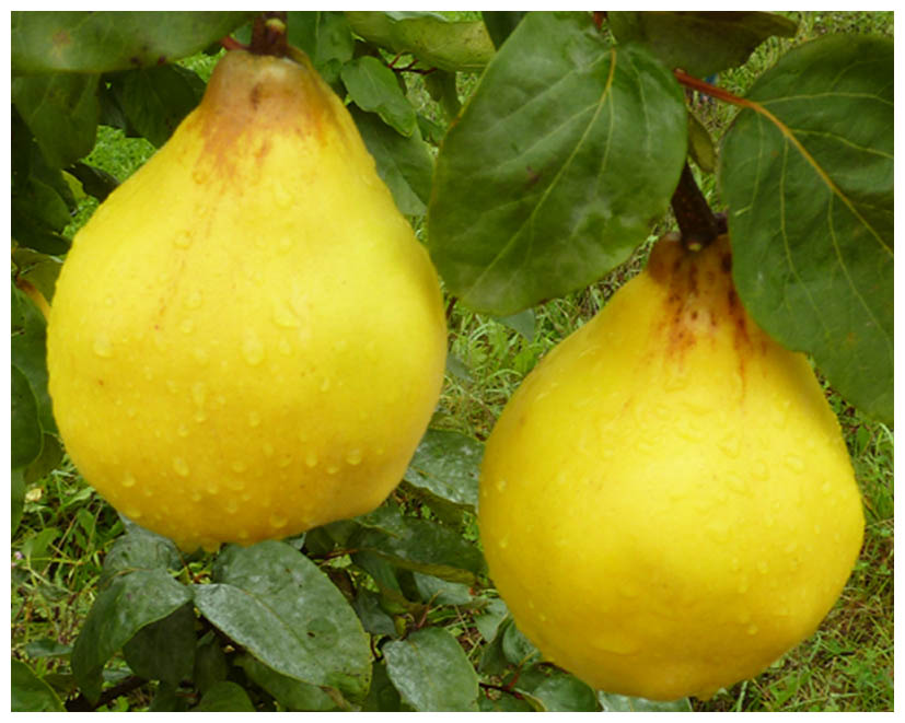 HG Quittenmus P1050668