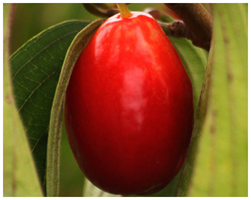 Kornelkirsche IMG_2614