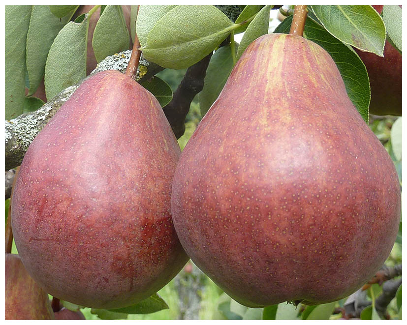 Birne Rote Williems Kornellk.P1050328