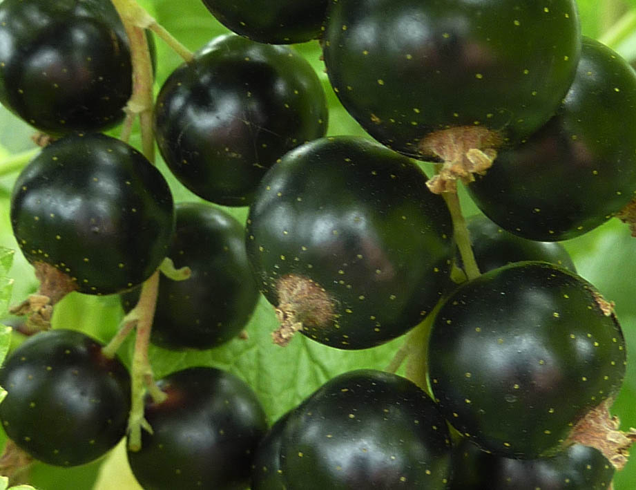 Johannisbeer P1070537