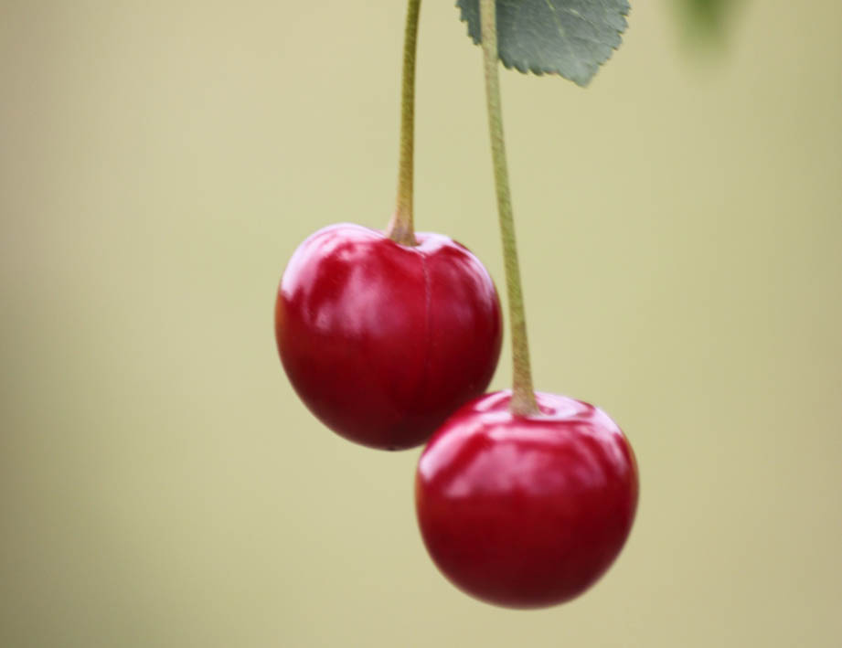 Sauerkirsche 1 IMG_1921