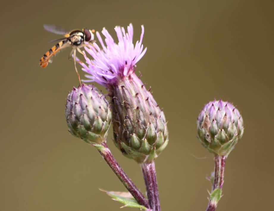 Ackerdistel IMG_1929.jpg