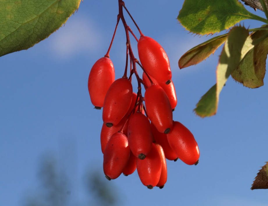 Berberitzen IMG_1613