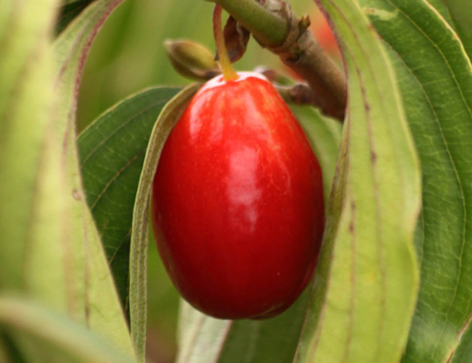 Kornellkirsche 1 IMG_2615.jpg