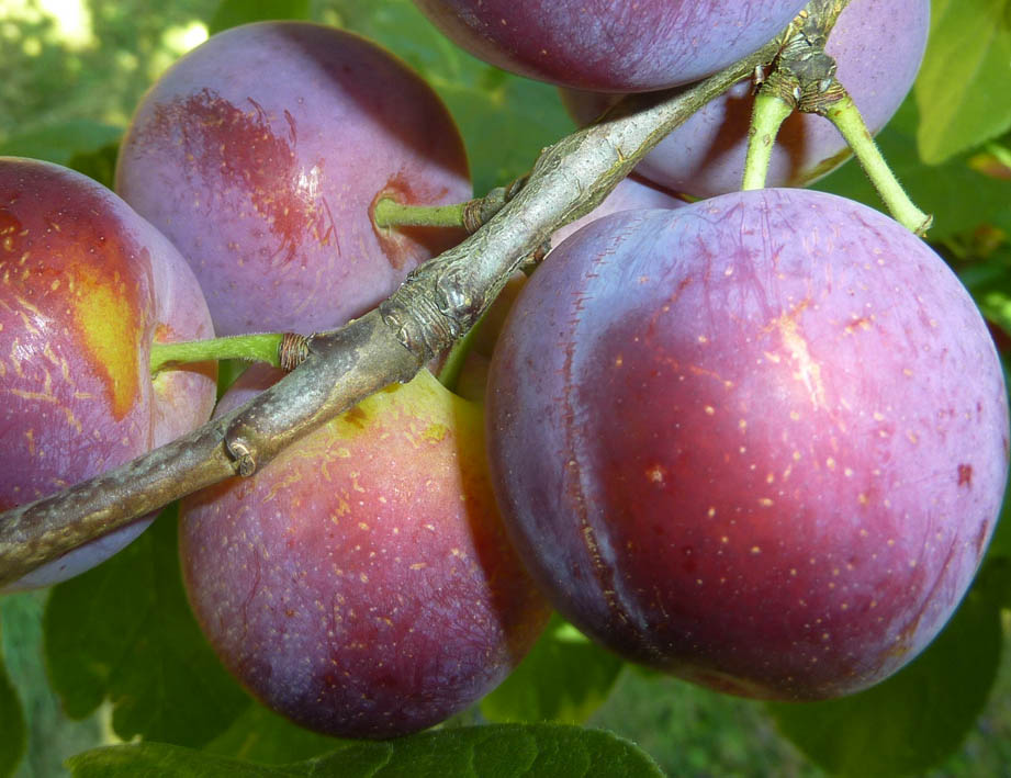 Löhrpflaume P1020649