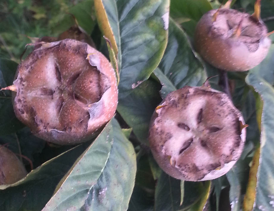 Mispel 20180922_181842.jpg