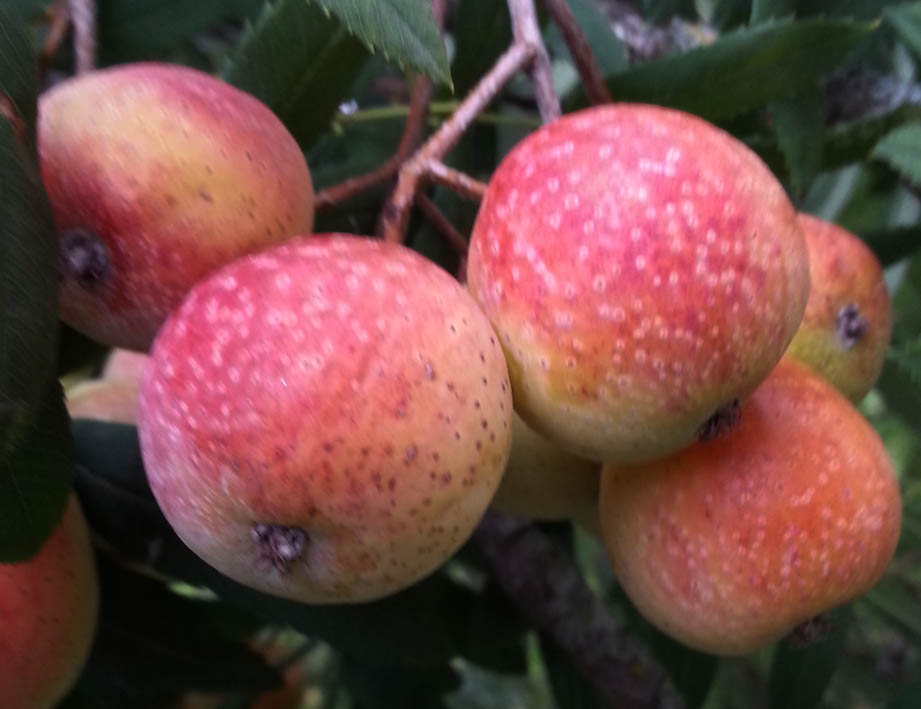 Speierling 1 20180921_095924