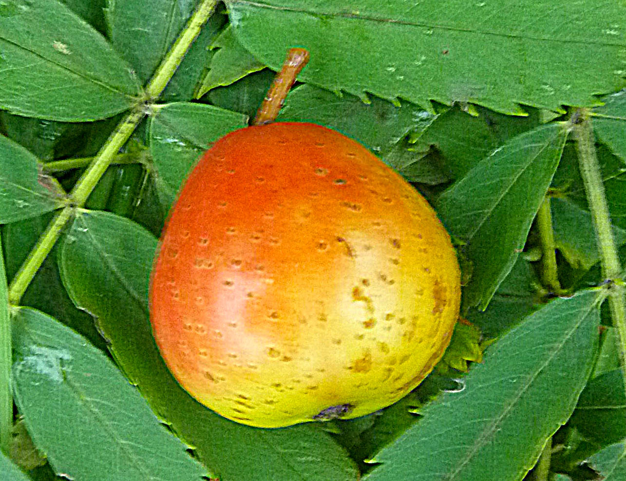 Speierling geschärft P1030245