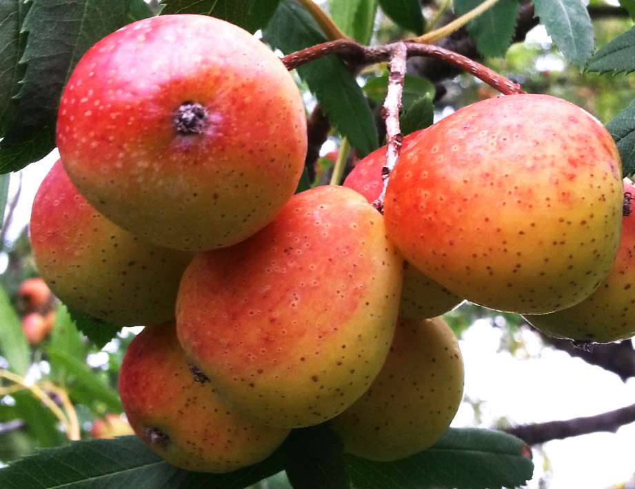 Speierling 2 20180921_094210