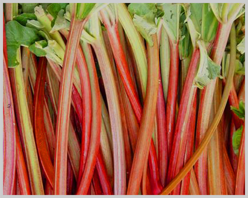 Rhabarber