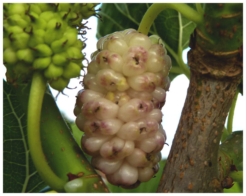 Maulbeere P1040670.jpg