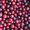 Paradies-Prickler-Kirsche