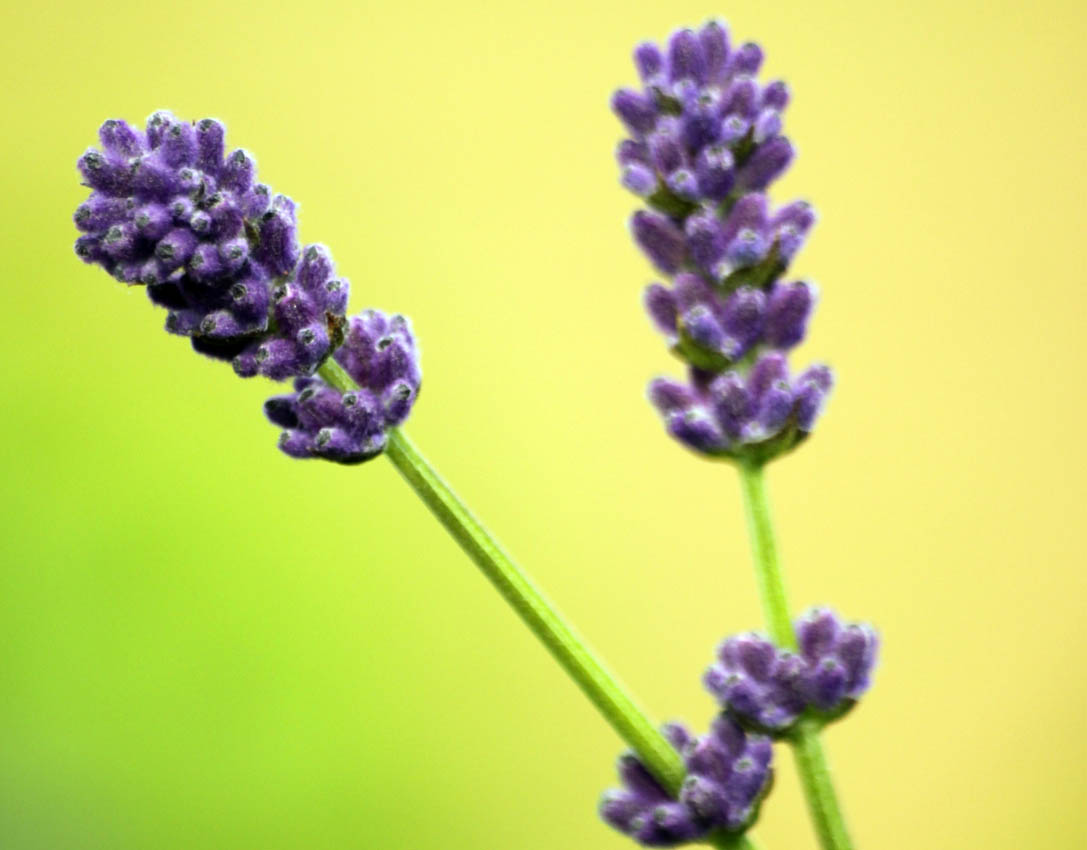 Lavendel 1 IMG_2692