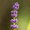 Lavendel 2 IMG_2689
