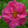 Rose P1050122