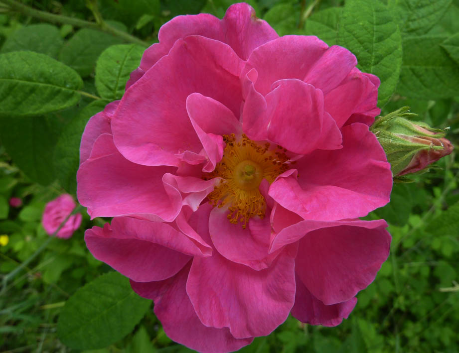 Rose P1050122