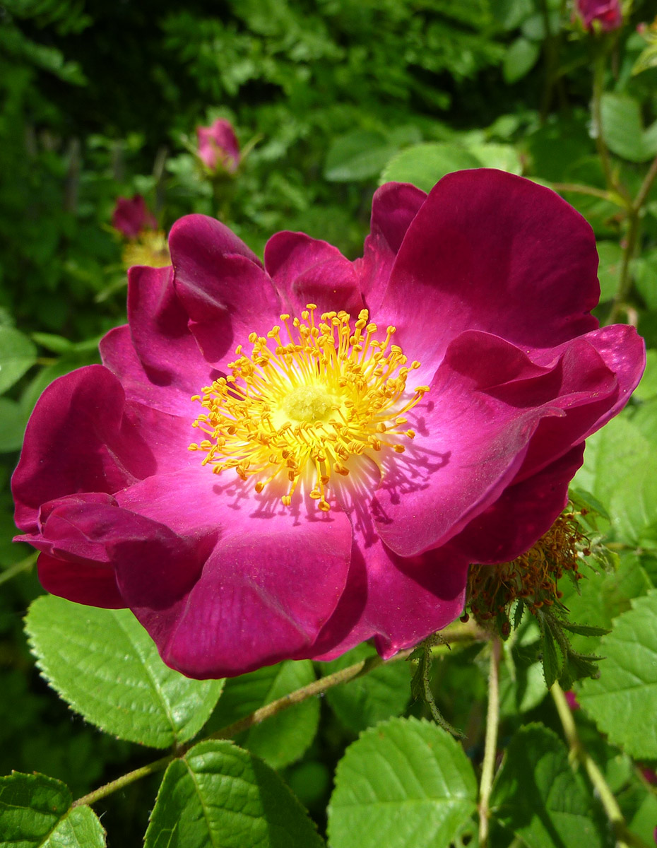 P1050126