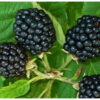 Brombeer P1020490