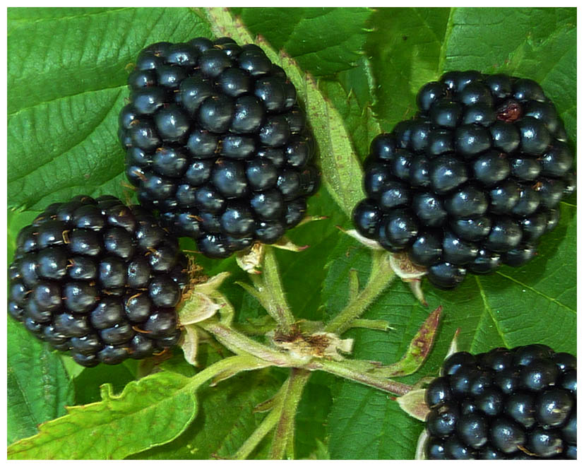 Brombeer P1020490