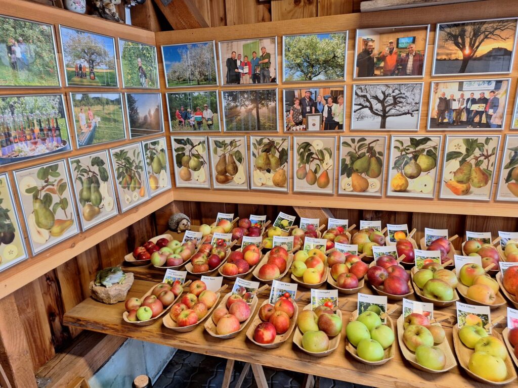 Beschriftete alte Apfelsorten in Schalen unter historischen Birnen-Sortentafeln im Obstmuseum des Obstparadies Staufen