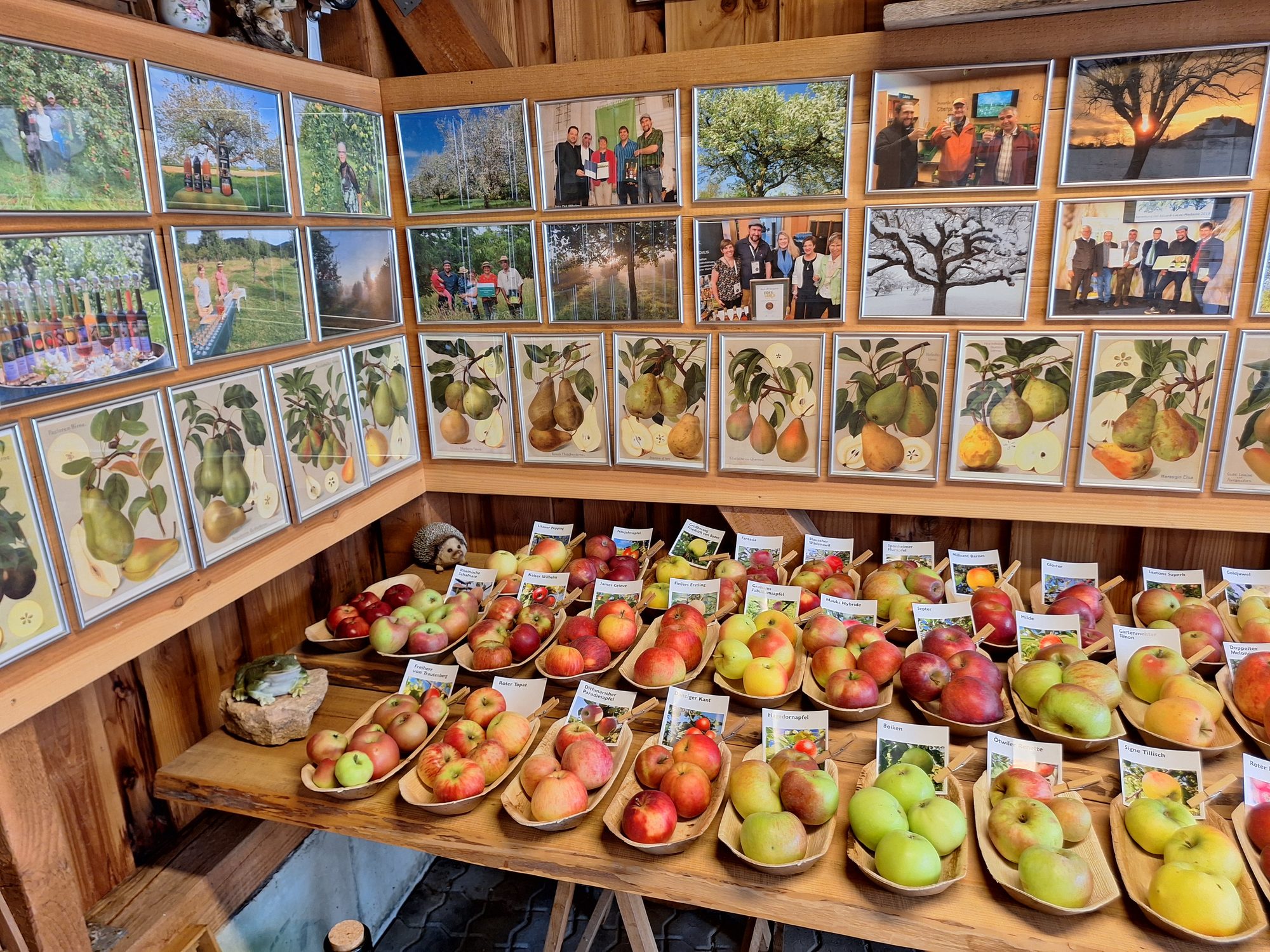 Beschriftete alte Apfelsorten in Schalen unter historischen Birnen-Sortentafeln im Obstmuseum des Obstparadies Staufen