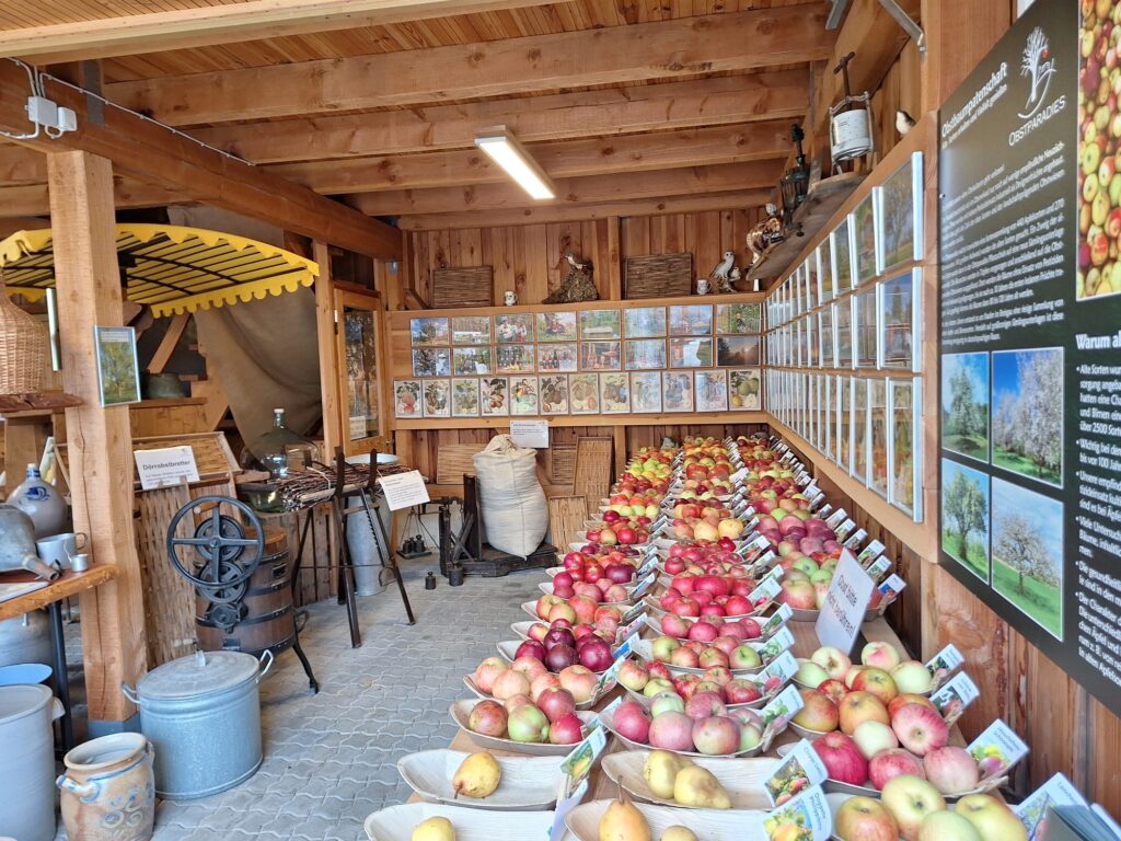 Lange Tafel mit über 100 Apfel- und Birnensorten und historischen Obstbaugeräten im Obstmuseum des Obstparadies Staufen